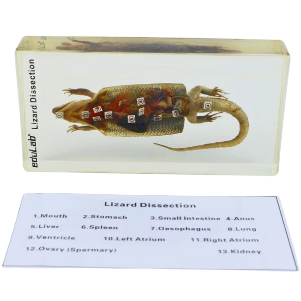 KERTENKELE KESİTİ ürün görseli