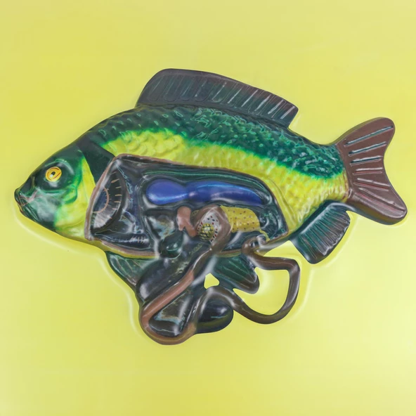 KILÇIKLI BALIĞIN İÇ YAPISII MODELİ - Resim 3