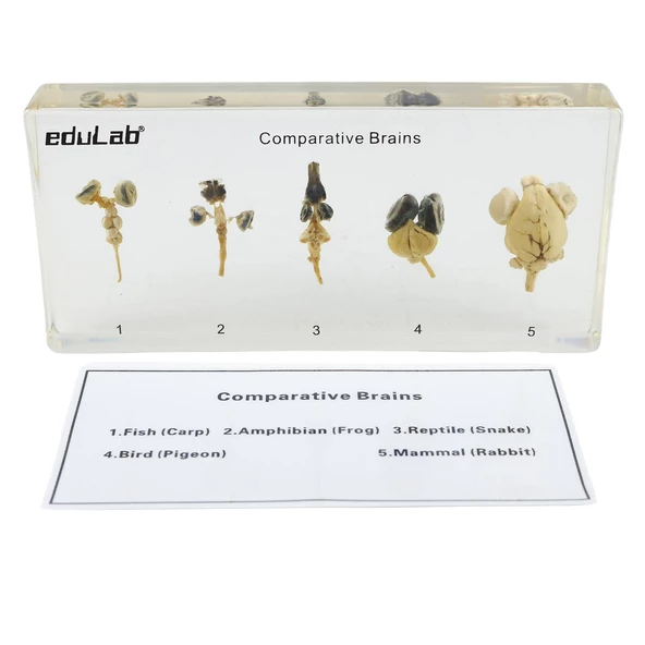 DEĞİŞİK CANLILARIN BEYİN MODELLERİ ürün görseli