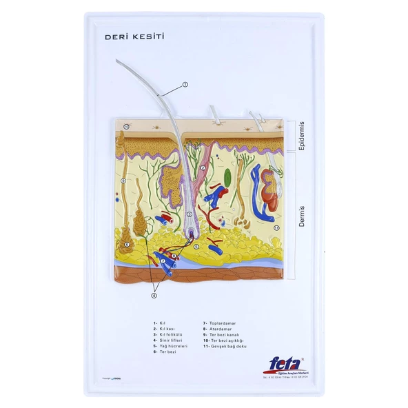 DERİ KESİTİ (BÜYÜTÜLMÜŞ) ürün görseli