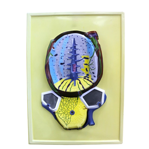 KARACİĞER KESİTİ - Resim 2