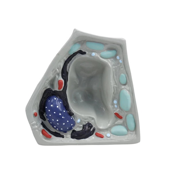 BİTKİ HÜCRESİ MODELİ (KÜÇÜK) ürün görseli