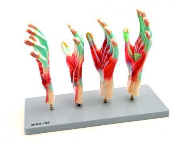 EL MODELİ EDULAB ürün görseli