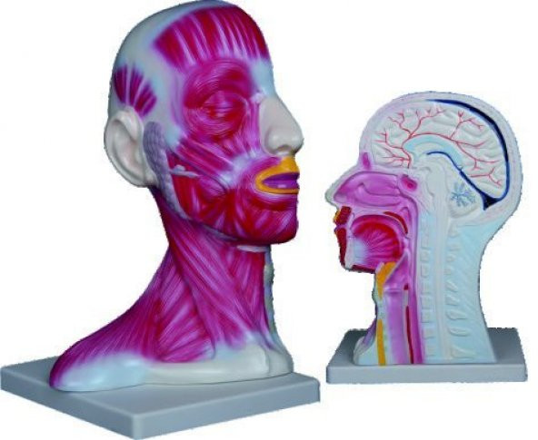 KAFA VE BOYUN KESİTİ  MODELİ ürün görseli