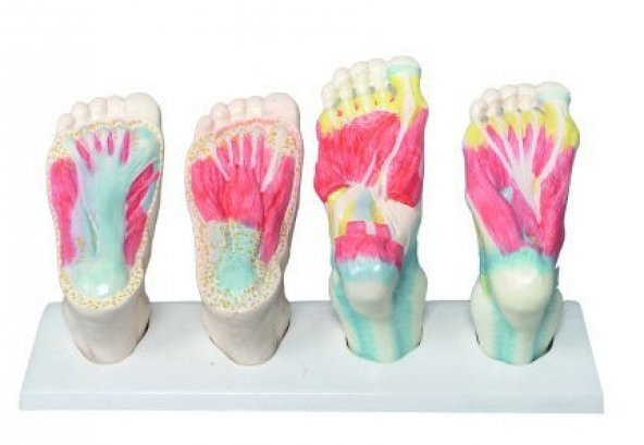 AYAK MODELİ