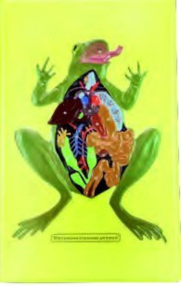 KURBAĞANIN İÇ YAPISI MODELİ ürün görseli