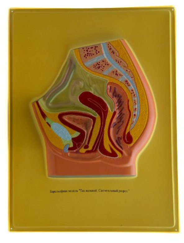 ERKEK VE DİŞİ PELVİS ürün görseli