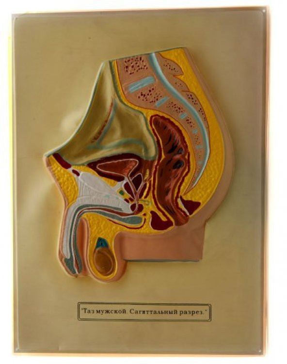 ERKEK VE DİŞİ PELVİS - Resim 2