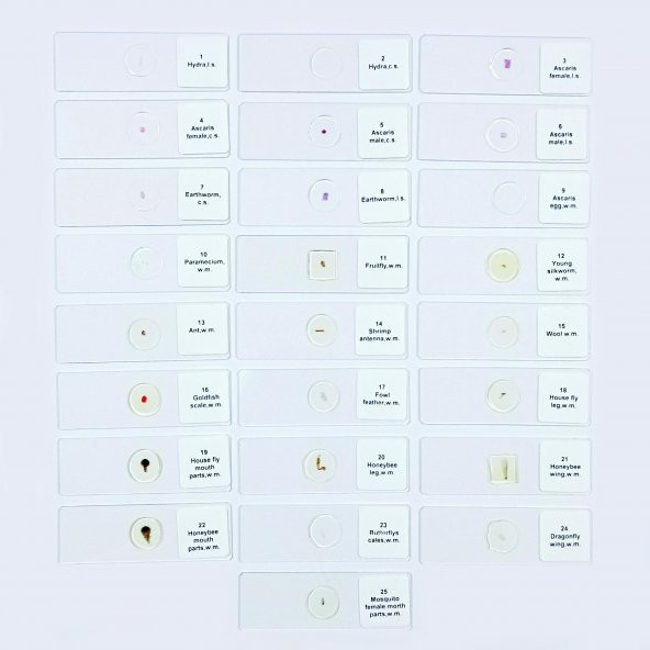 PREPARAT 25'LİK SETİ (HAYVAN ANATOMİSİ) - Resim 2