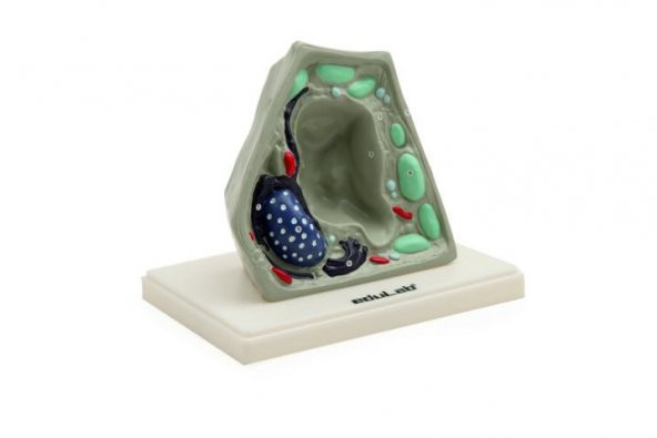 BİTKİ HÜCRESİ MODELİ (KÜÇÜK) - Resim 2