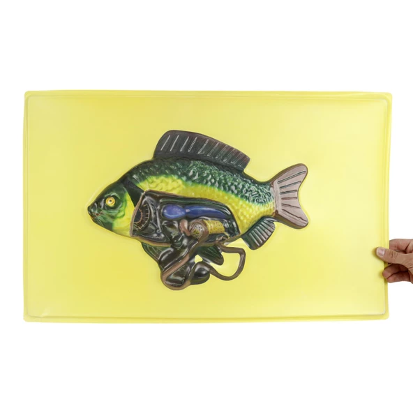 KILÇIKLI BALIĞIN İÇ YAPISII MODELİ ürün görseli