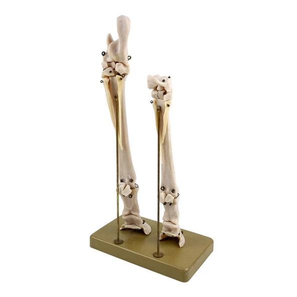 AT AYAK MODELİ - Resim 3