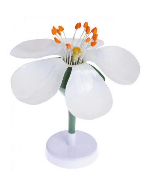 ELMA ÇİÇEĞİ ürün görseli