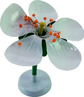 ELMA ÇİÇEĞİ - Resim 2