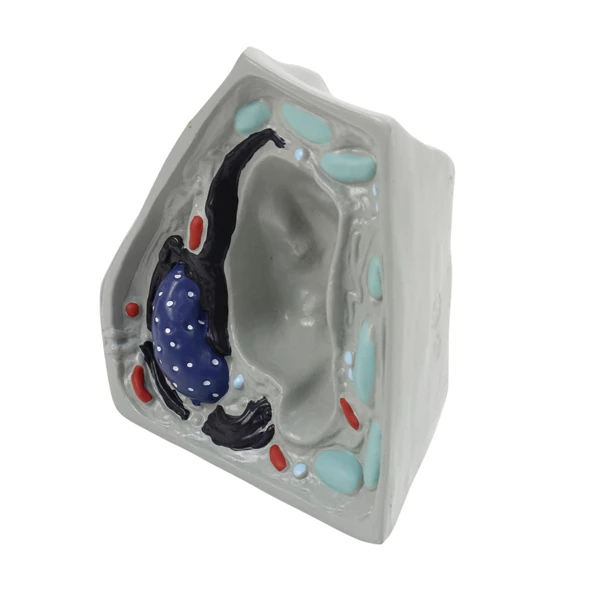 BİTKİ HÜCRESİ MODELİ (KÜÇÜK) - Resim 3