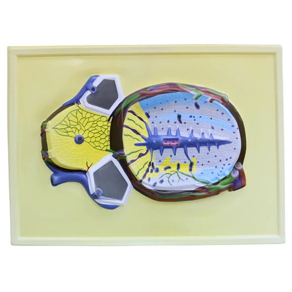 KARACİĞER KESİTİ ürün görseli