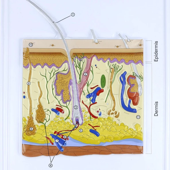 DERİ KESİTİ (BÜYÜTÜLMÜŞ) - Resim 2