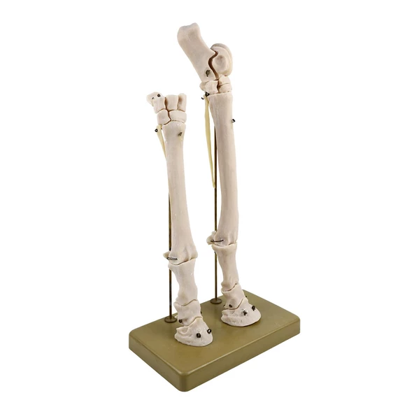 AT AYAK MODELİ - Resim 2