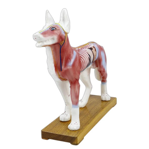 KÖPEK MODELİ EDULAB - 3