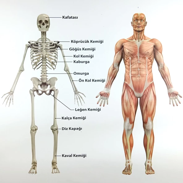 DESTEK VE HAREKET SİSTEMİ (İSKELET) LEVHASI - Resim 2