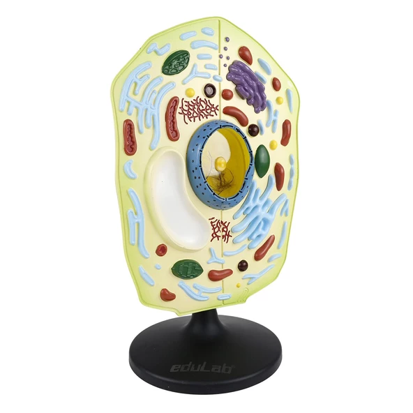 HÜCRE MODELİ BİTKİ - Resim 2