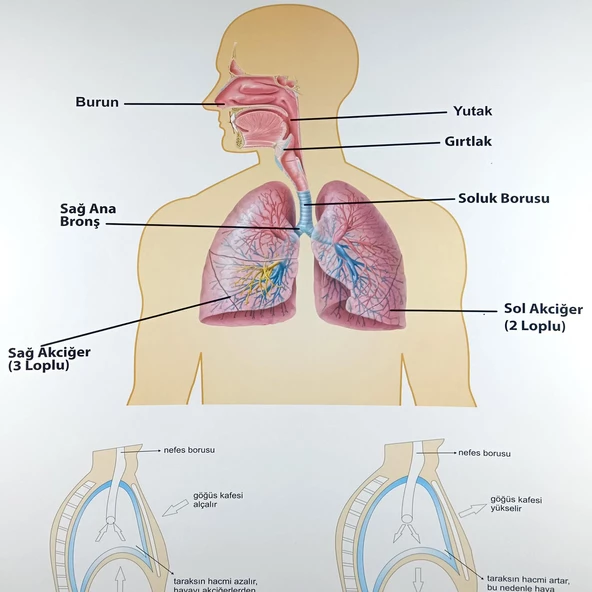 İNSANDA SOLUNUM VE YAPI ORGANLARI ürün görseli