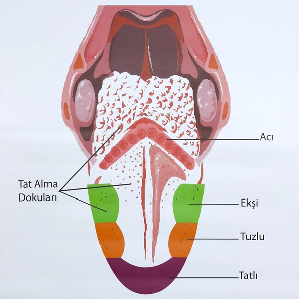 DUYU ORGANLARI LEVHASI DİL - 2
