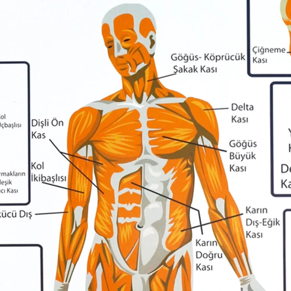 DESTEK VE HAREKET SİSTEMİNDE KASLAR LEVHASI - Resim 4