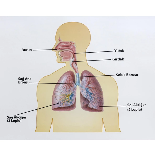 İNSANDA SOLUNUM VE YAPI ORGANLARI - Resim 3