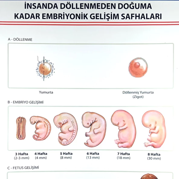 İNSANDA DÖLLENMEDEN DOĞUMA EMBRİYONİK GEL. SAFH. LEV. - 2