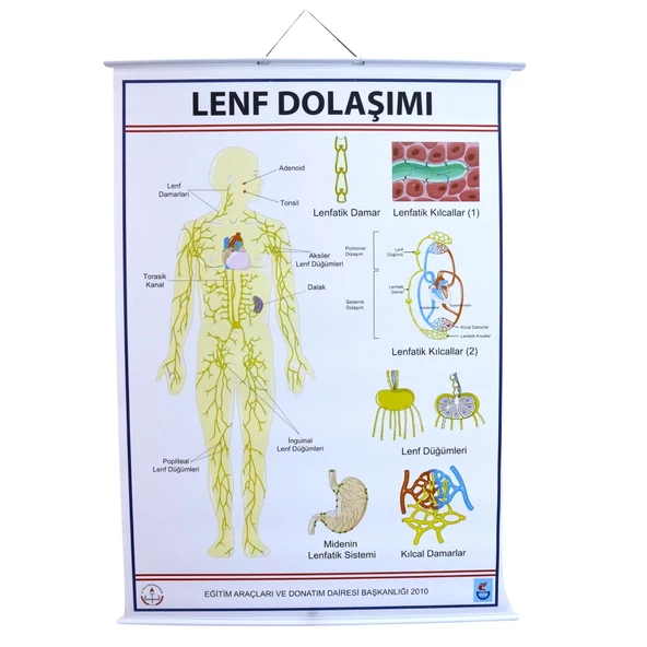 LENF DOLAŞIMI LEVHASI ürün görseli