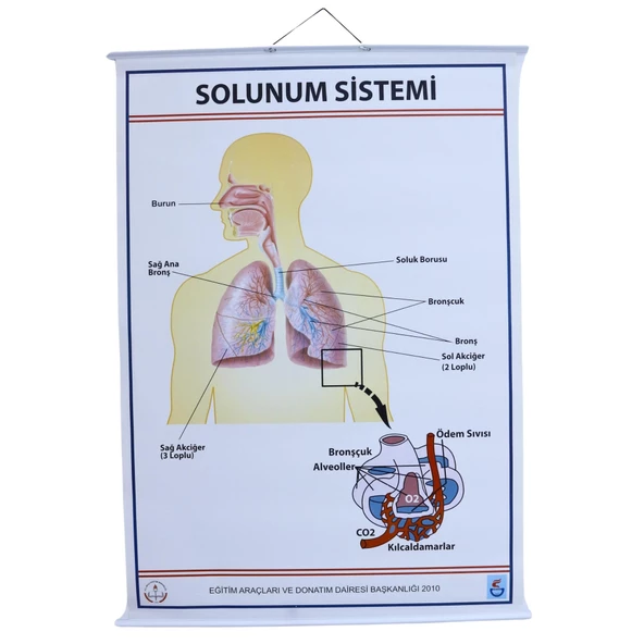 SOLUNUM SİSTEMİ (KAPLI, 70X100) ürün görseli