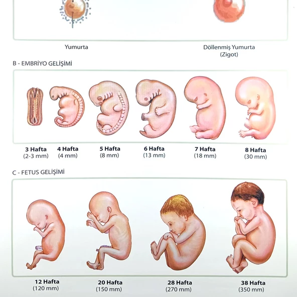İNSANDA DÖLLENMEDEN DOĞUMA EMBRİYONİK GEL. SAFH. LEV. - 3