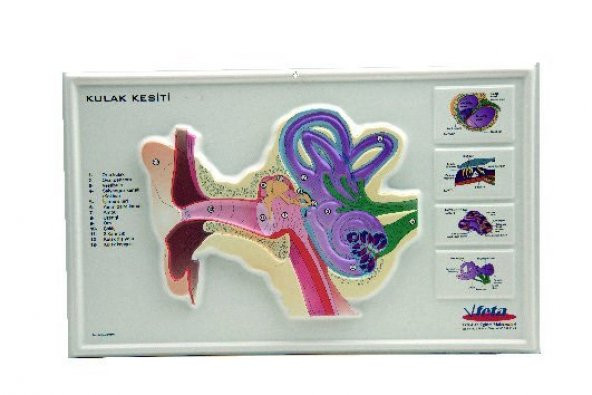 KULAK KESİTİ KABARTMA - 1