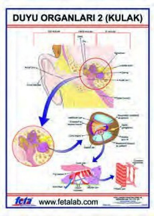 DUYU ORGANLARI 2 LEVHASI (KULAK)