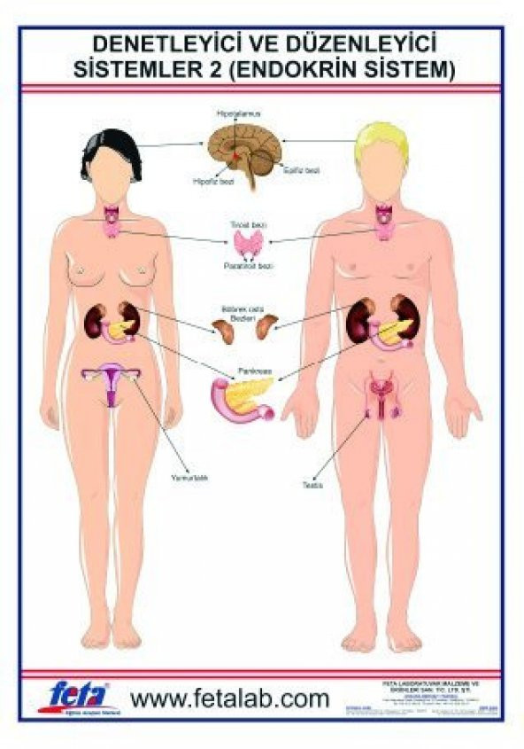 DENETLEYİCİ VE DÜZENLEYİCİ SİSTEM LEVHASI  (ENDOKRİN SİSTEM)" ürün görseli 1