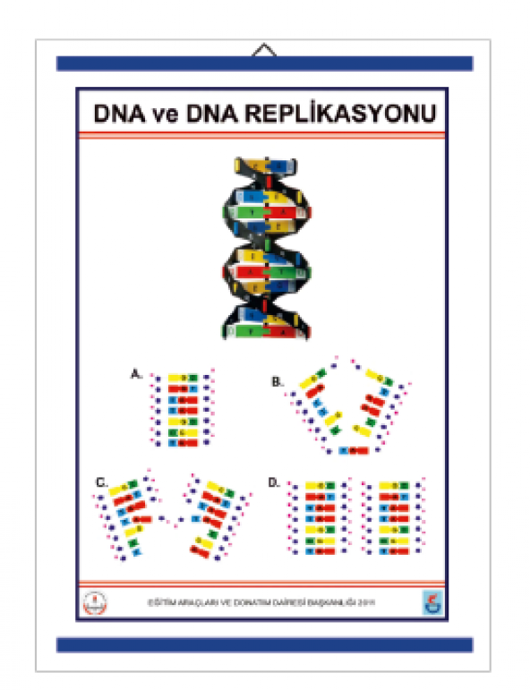 DNA VE DNA REPLİKASYONU LEVHASI ürün görseli 1