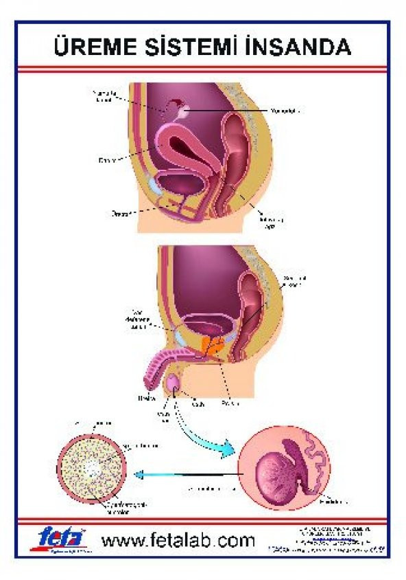 İNSANDA ÜREME BÜYÜME VE GELİŞME LEVHASI ürün görseli