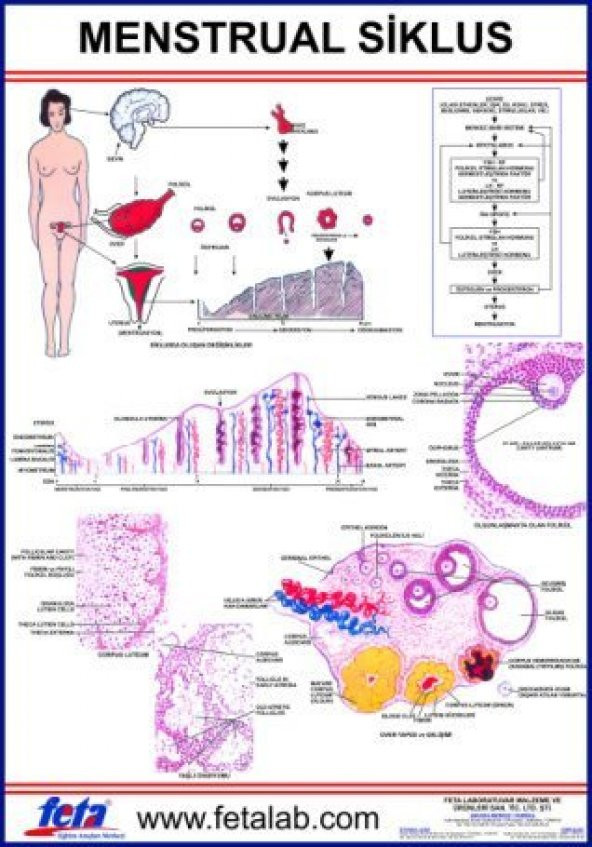 Menstrual Siklus Eğitim Plakası