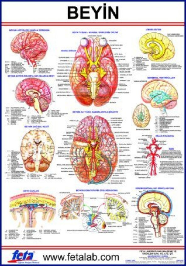 BEYİN LEVHASI 70x100 EBATLARINDADIR. ürün görseli