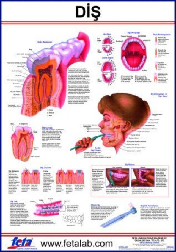 Diş Eğitim Plakası