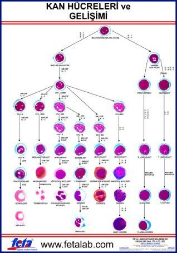 Kan Hücreleri Eğitim Plakası