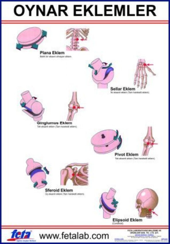 Oynar Eklem Hareketlerini Gösteren Eğitim Plakası