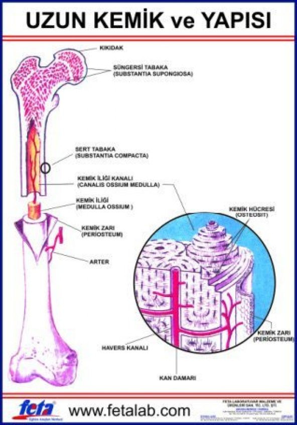 Uzun Kemiğin Yapısını Gösteren Eğitim Plakası ürün görseli 1
