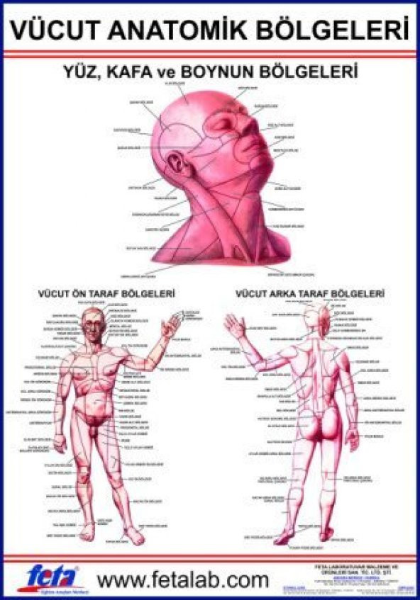 Vücudun Anatomik Bölümlerini Gösteren Eğitim Plakası