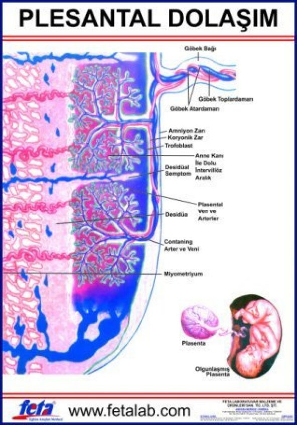 PLESTAL DOLAŞIM LEVHASI ürün görseli