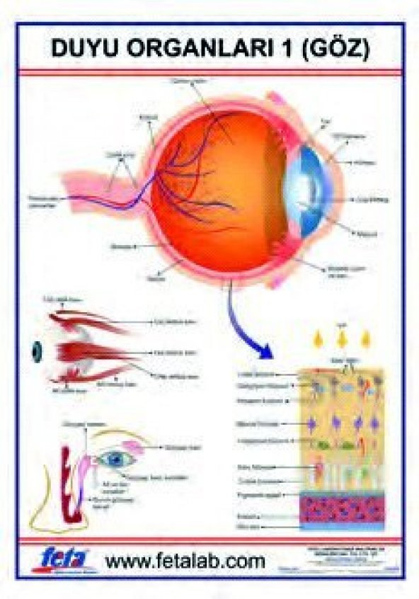 DUYU ORGANLARI 1 LEVHASI (GÖZ) ürün görseli