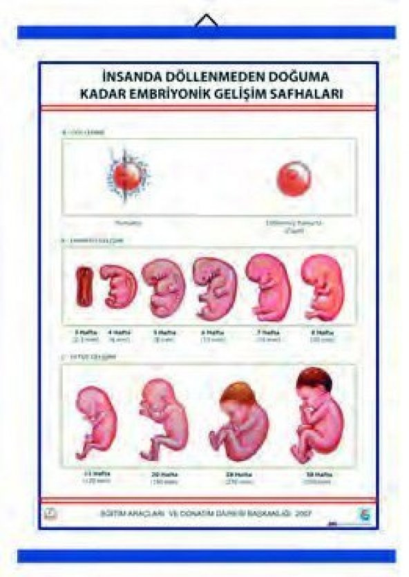 İNSANDA DÖLLENMEDEN DOĞUMA EMBRİYONİK GEL. SAFH. LEV.