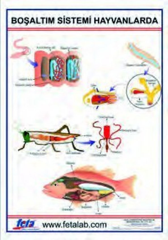BOŞALTIM SİSTEMİ HAYVANLARDA ürün görseli