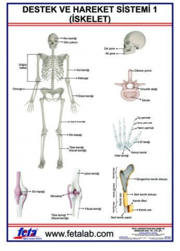 DESTEK VE HAREKET SİSTEMİ İSKELET 1